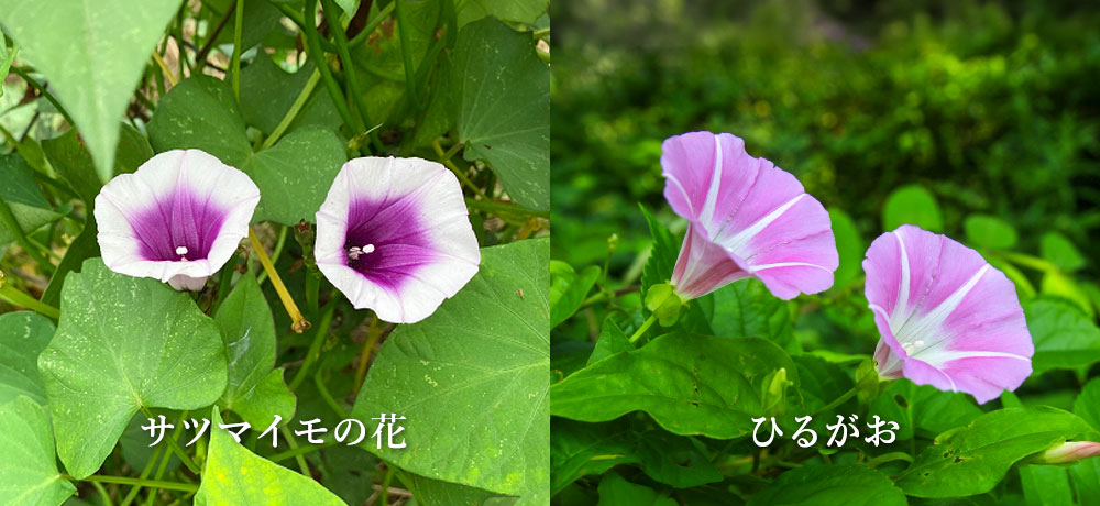 サツマイモ:ヒルガオ科サツマイモ属