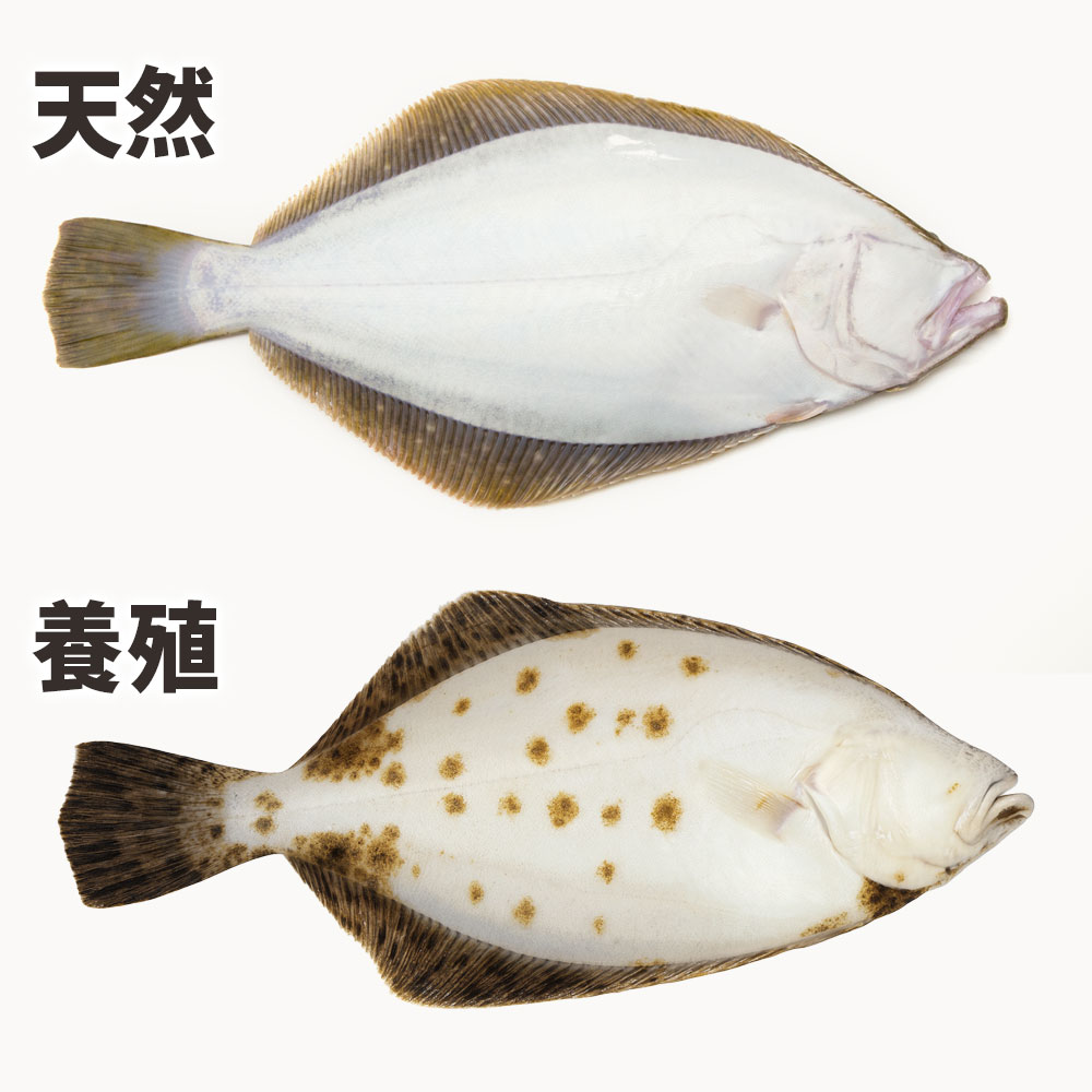 ヒラメとカレイの天然と養殖の見分け方