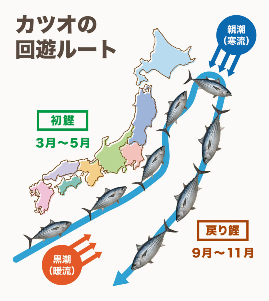 漁獲時期と旬の違い：春の初鰹、秋の戻り鰹