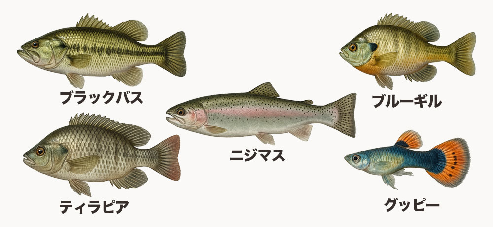 外来種：定着している魚・定着していない魚