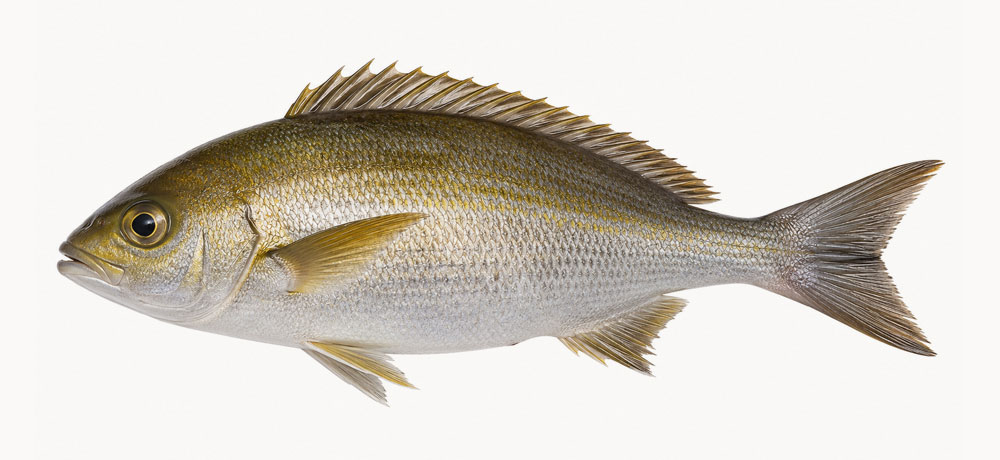 イサキは出世魚なのか

