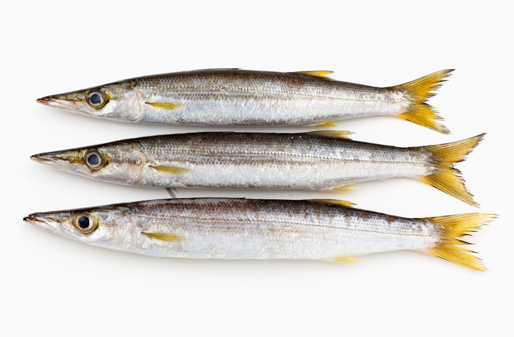 カマス