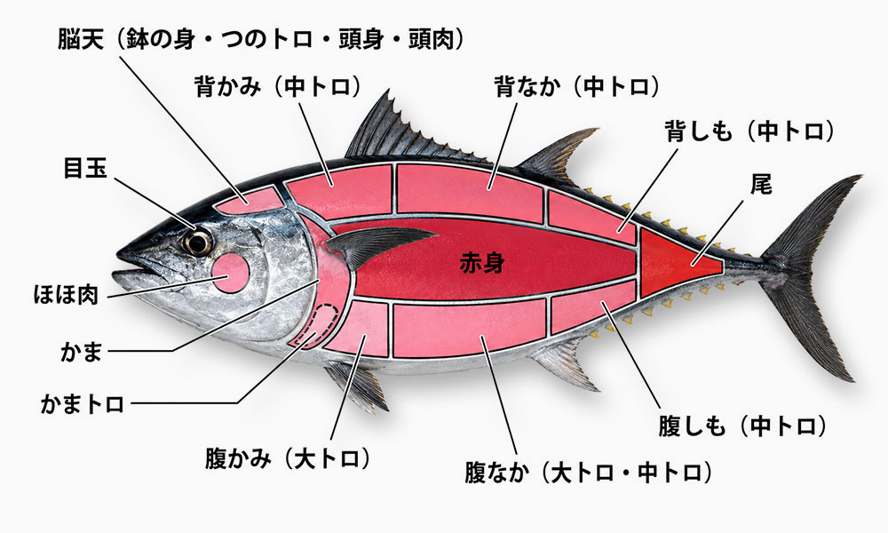 マグロの部位
