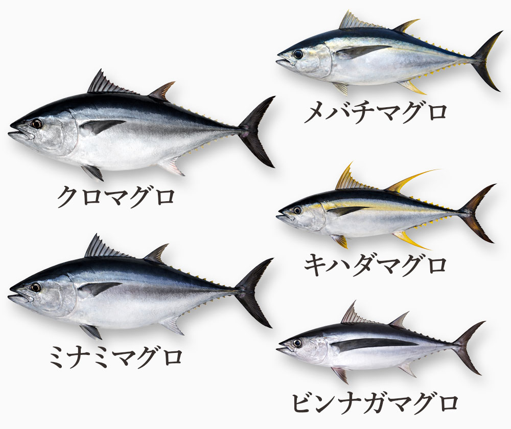 マグロの種類と基本情報