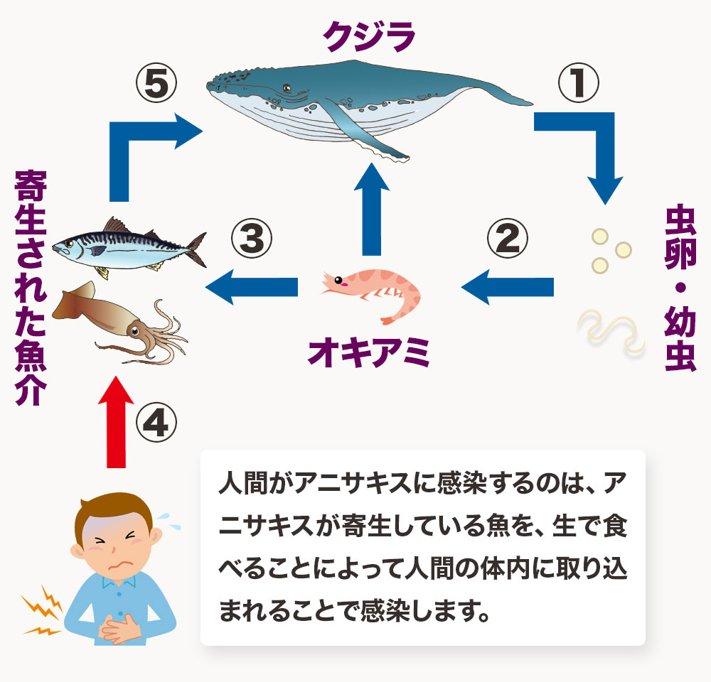 アニサキスの生態サイクル