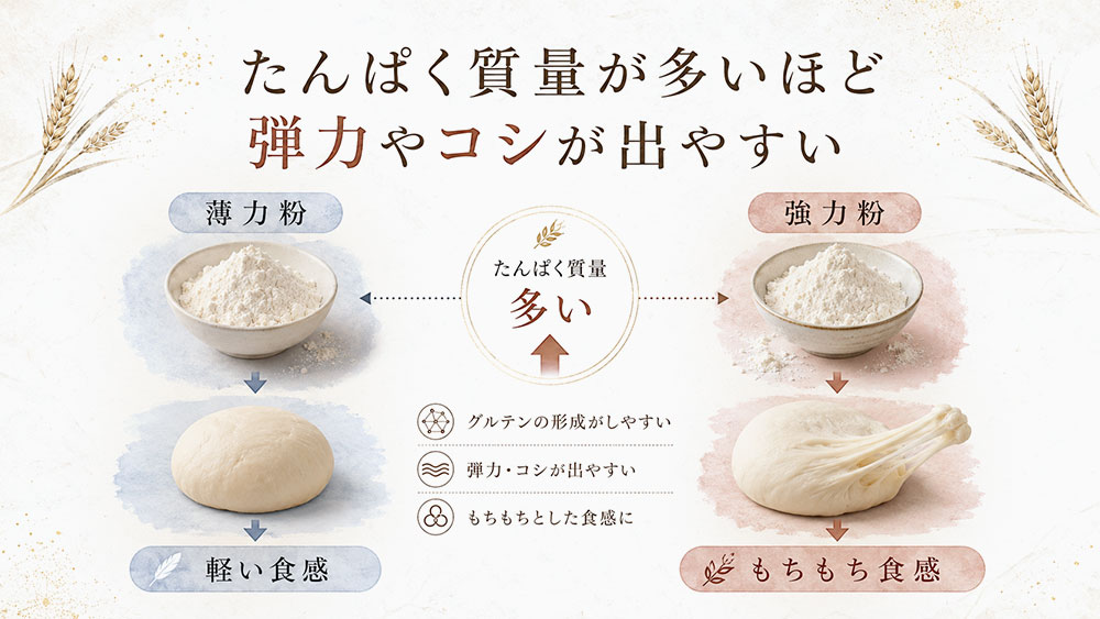 たんぱく質量が多いほど弾力やコシが出やすい