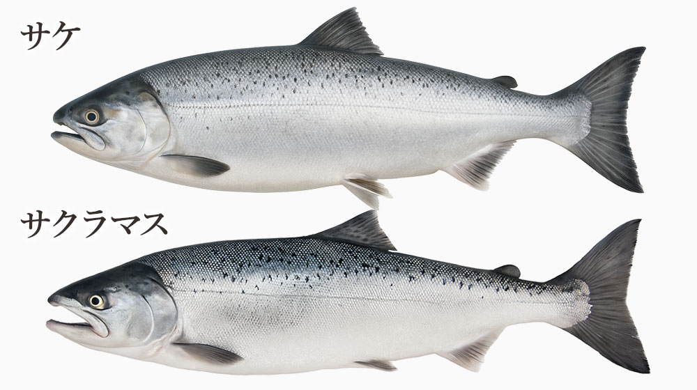 鮭・マス系の魚卵(イクラ・筋子・ますこ)