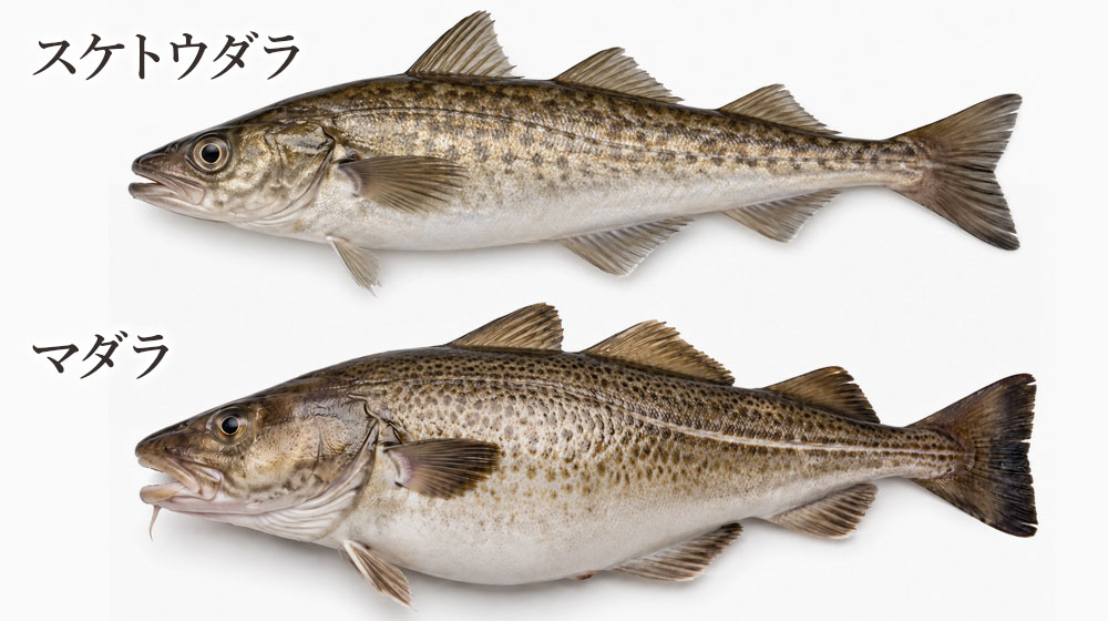 タラ系の魚卵(たらこ・明太子・マダラの真子)