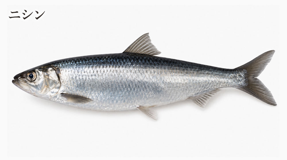ニシン系の魚卵(数の子・子持ち昆布)