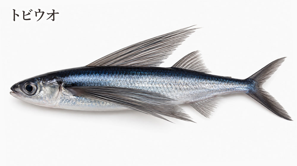 トビウオの魚卵(とびっこ)