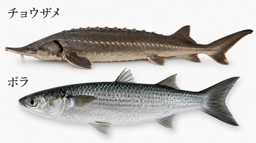 高級魚卵・珍味(キャビア・ボッタルガ・からすみ)