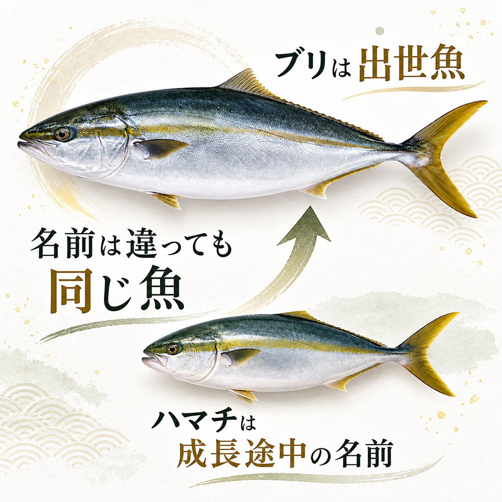 ハマチとブリは同じ魚？まずは名前の違いを知っておこう