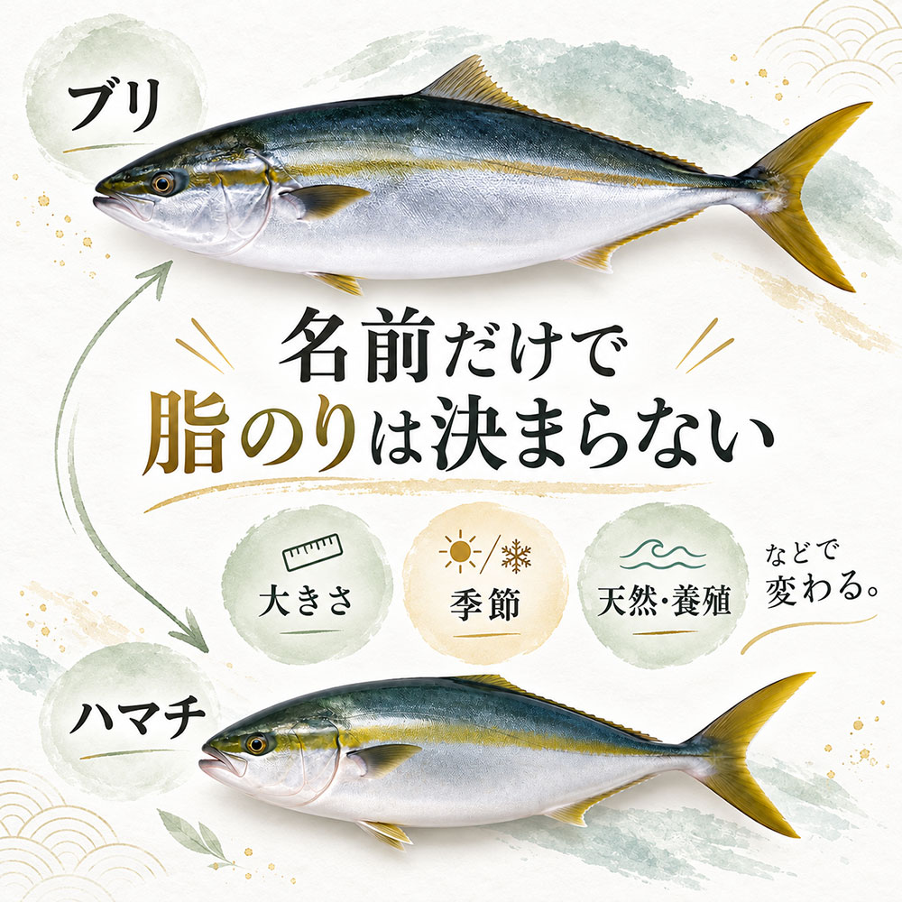 ハマチとブリはどっちが脂がのっている？味と食感を比べよう