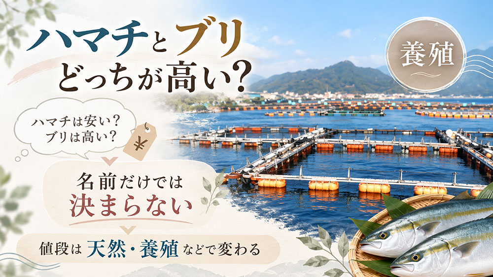 ハマチとブリはどっちが高い？値段が変わるポイント