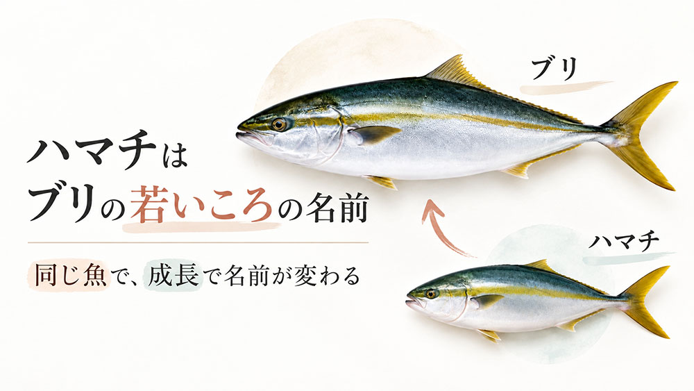 ハマチはブリの若いころの名前！別の魚ではない