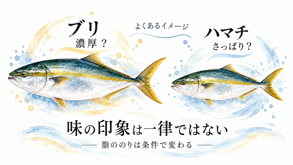 ハマチはさっぱり、ブリは濃厚？味の違いをチェック