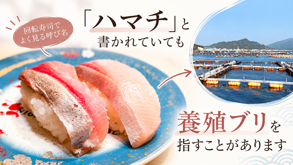 回転寿司の「ハマチ」は養殖ブリ？名前の使われ方を解説