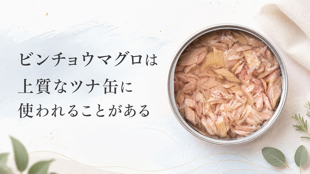 ビンチョウマグロは上質なツナ缶に使われることがある