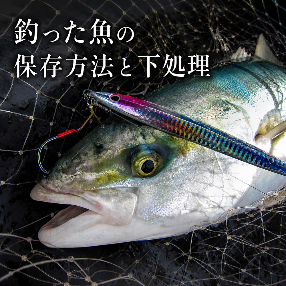 釣った魚の保存方法と下処理