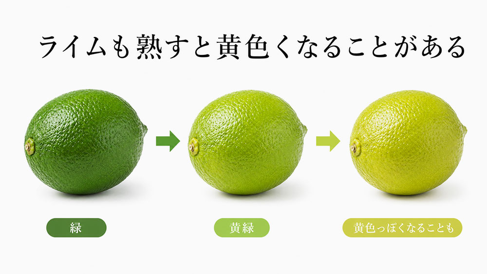 ライムも熟すと黄色くなることがある