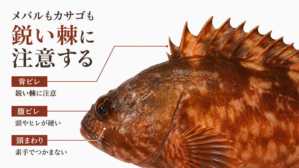 メバルもカサゴも鋭い棘に注意する