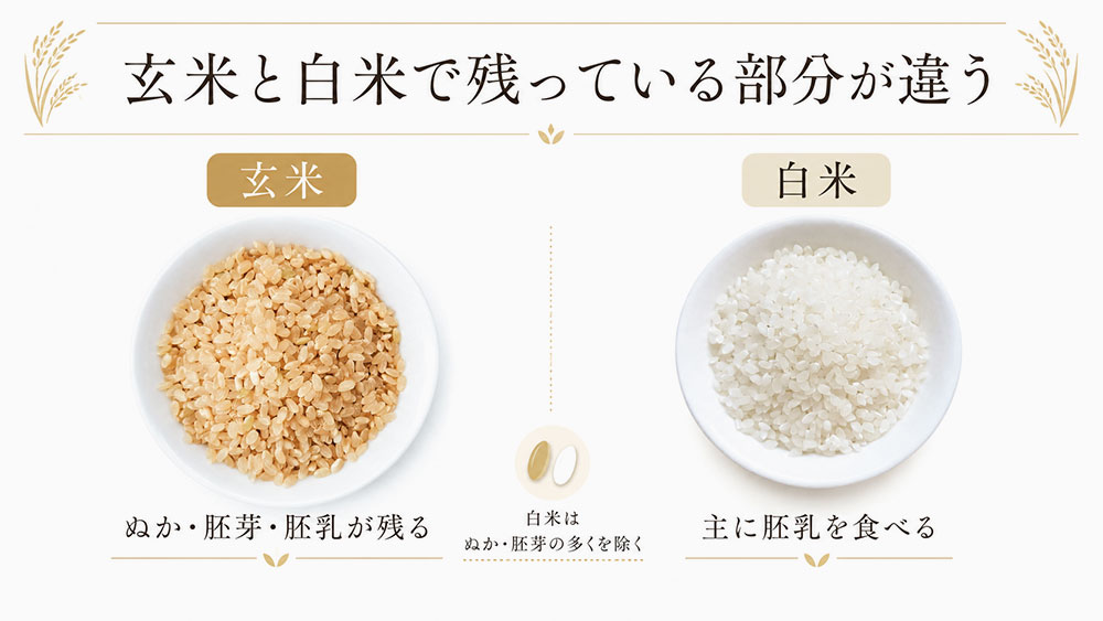 玄米と白米で残っている部分が違う