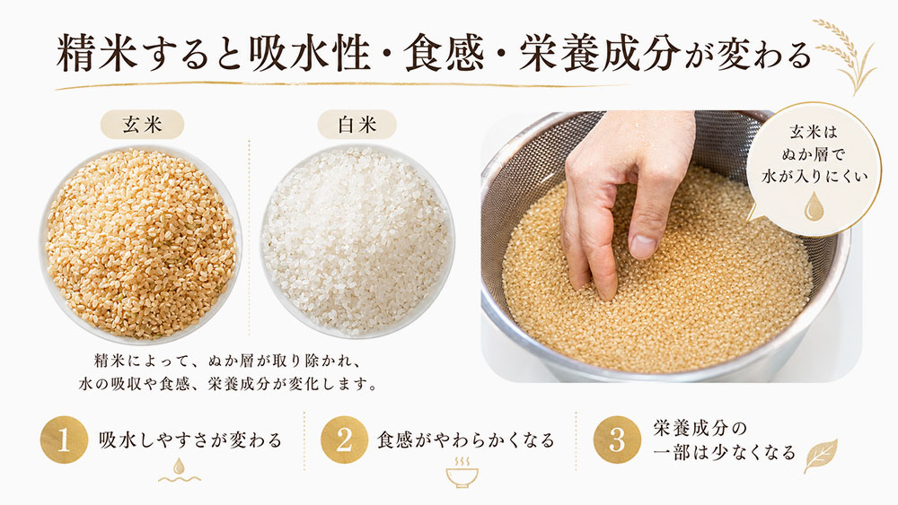 精米すると吸水性・食感・栄養成分が変わる