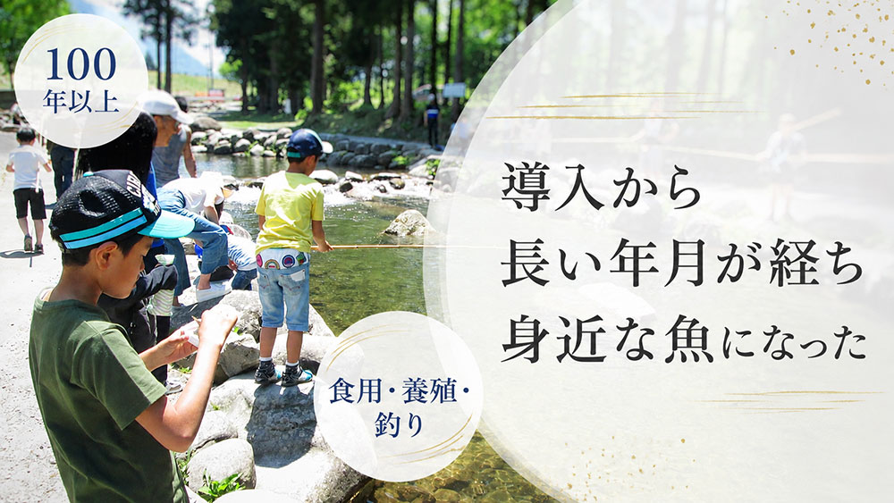 導入から長い年月が経ち身近な魚になった