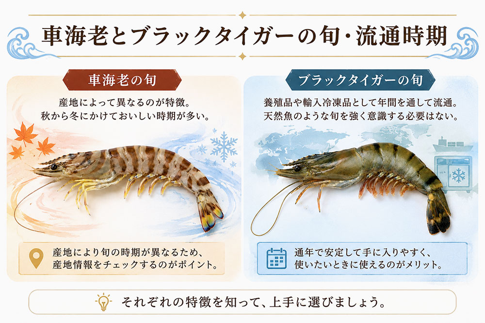 車海老とブラックタイガーの旬・流通時期