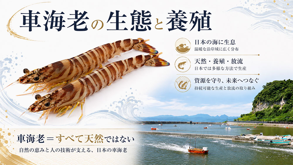 車海老の生態と養殖