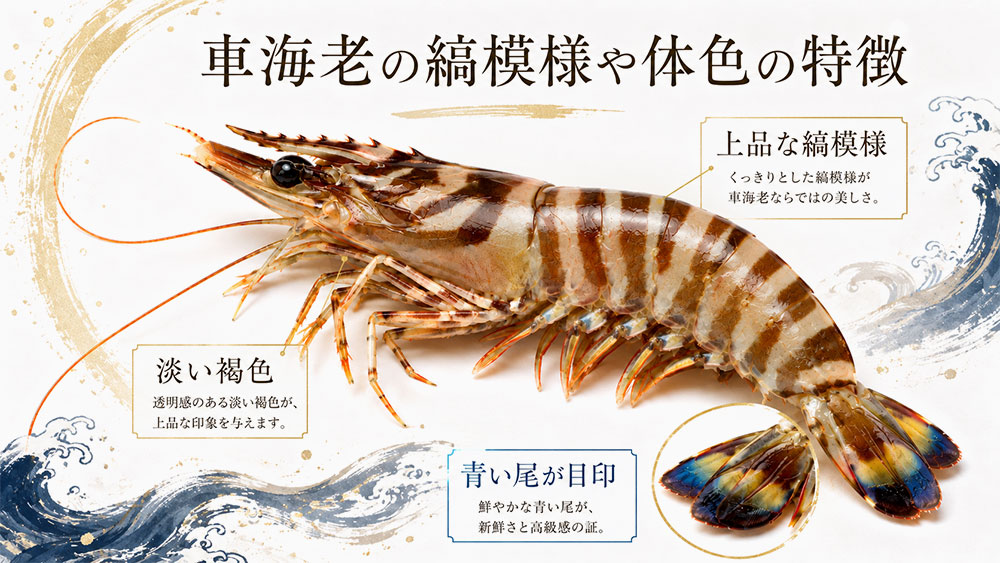 車海老の縞模様や体色の特徴