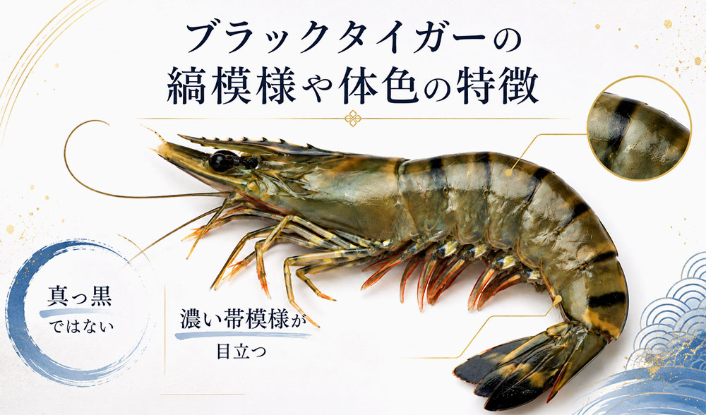 ブラックタイガーの縞模様や体色の特徴