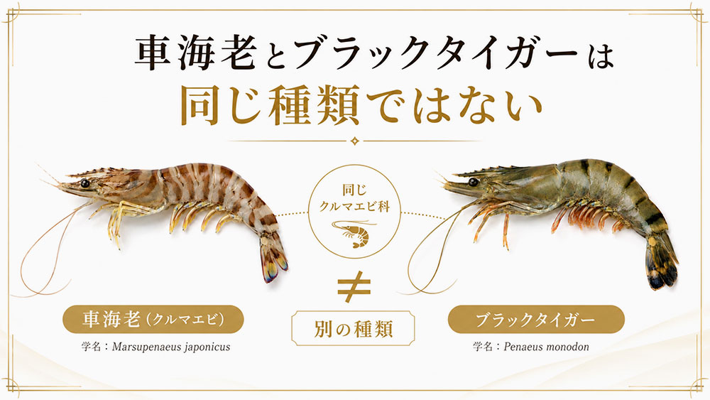 車海老とブラックタイガーは同じ種類ではない