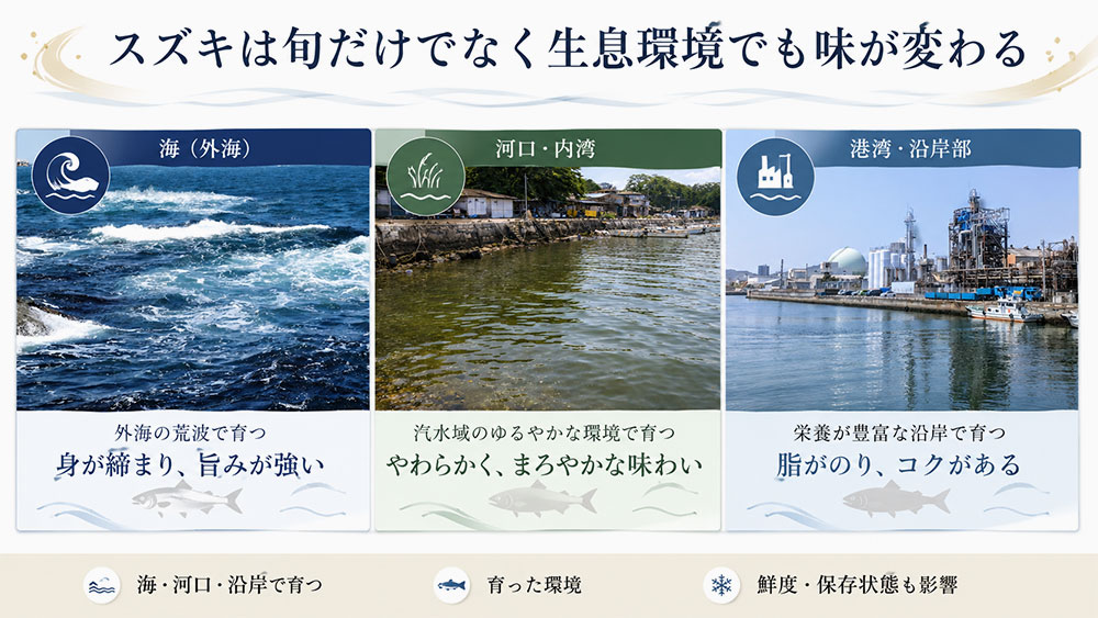 スズキは旬だけでなく生息環境でも味が変わる
