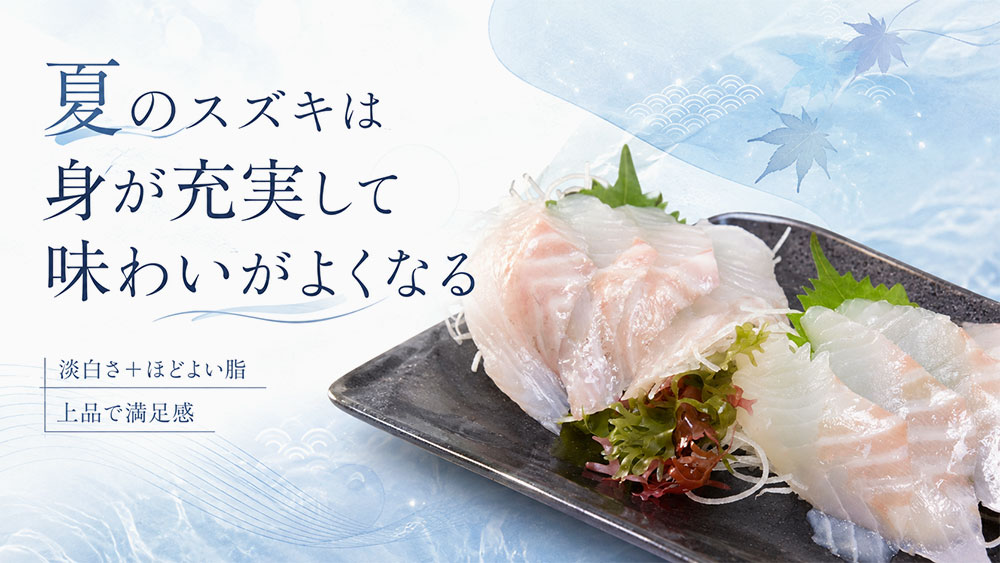 夏のスズキは身が充実して味わいがよくなる