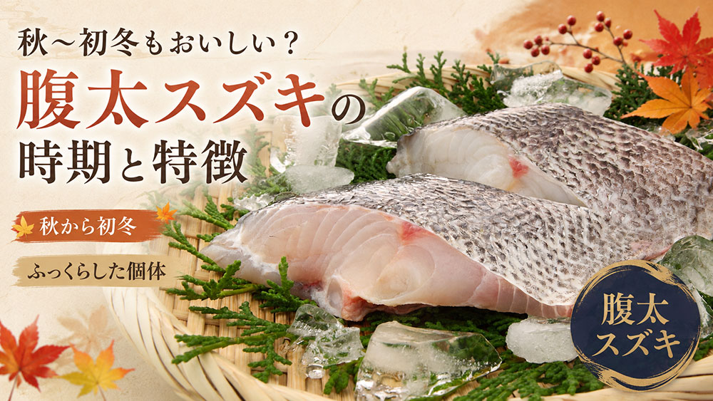 秋〜初冬もおいしい?腹太スズキの時期と特徴