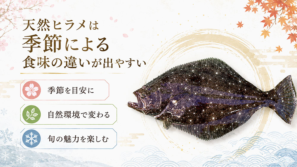 天然ヒラメは季節による食味の違いが出やすい