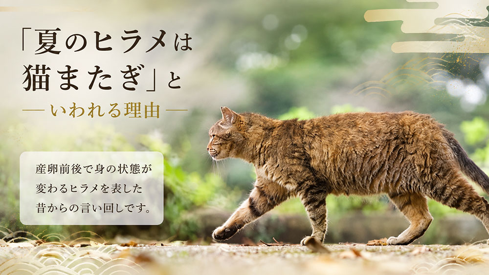 「夏のヒラメは猫またぎ」といわれる理由