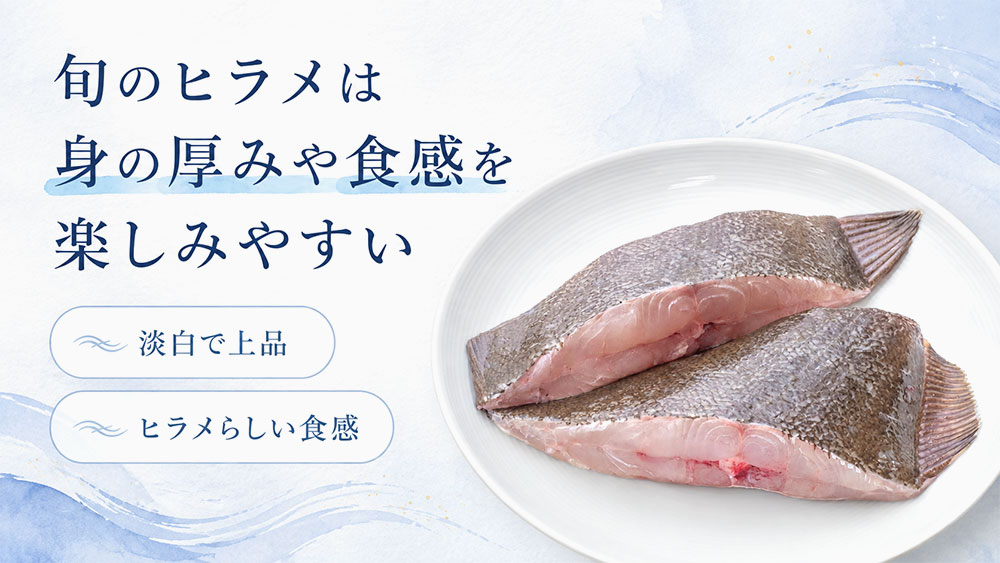 旬のヒラメは身の厚みや食感を楽しみやすい
