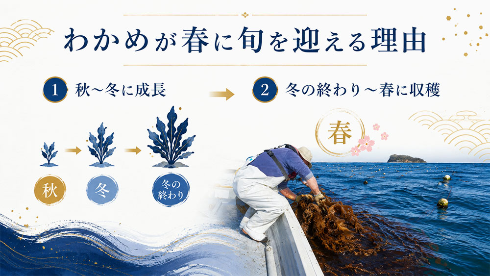 わかめが春に旬を迎える理由