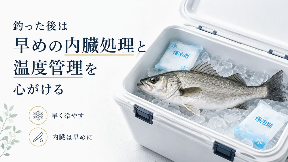釣った後は早めの内臓処理と温度管理を心がける