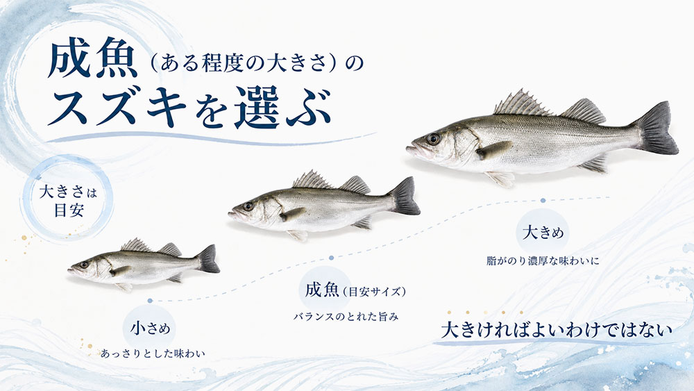 成魚(ある程度の大きさ)のスズキを選ぶ