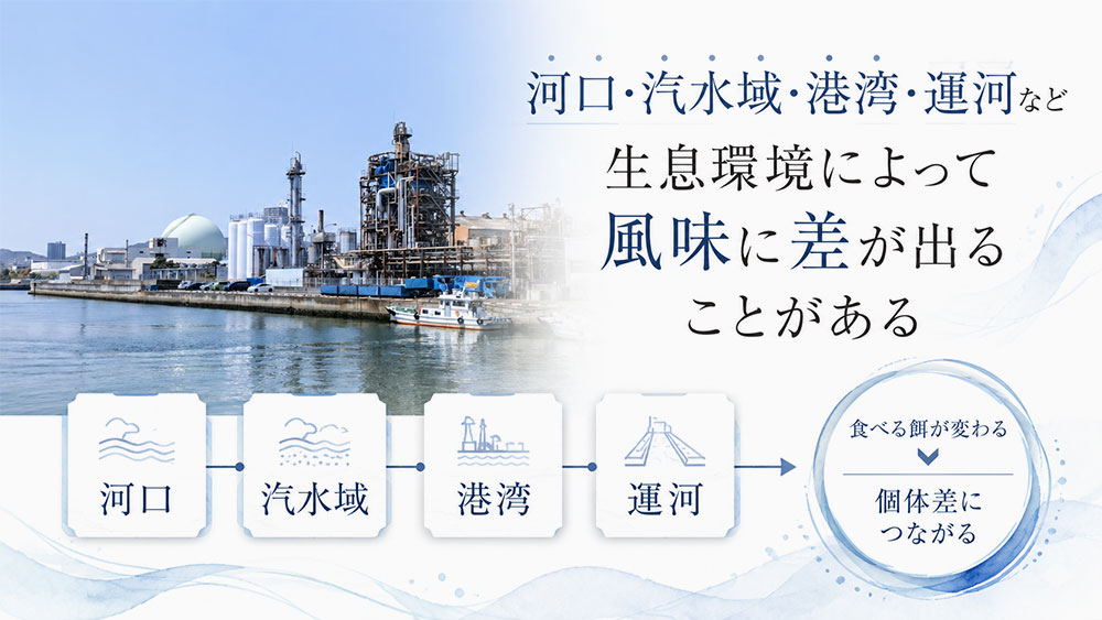 河口・汽水域・港湾・運河など生息環境によって風味に差が出ることがある