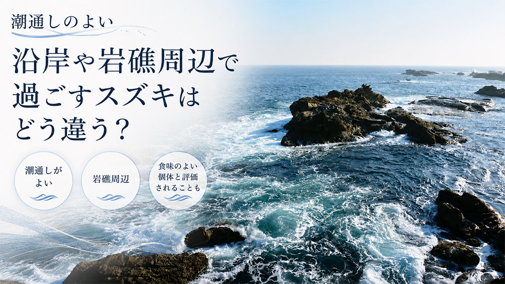 潮通しのよい沿岸や岩礁周辺で過ごすスズキはどう違う?