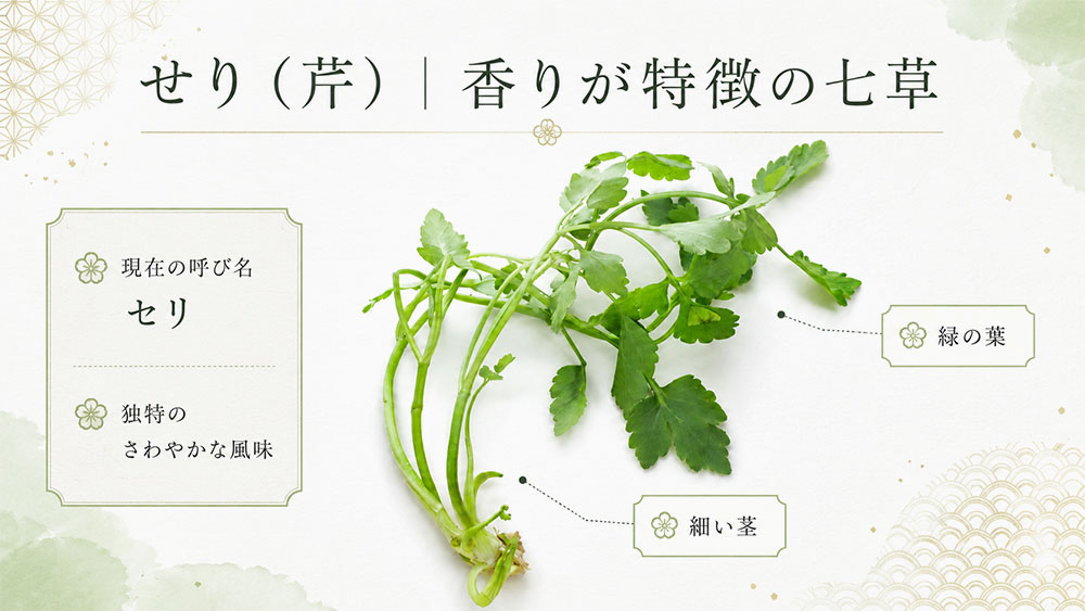 せり(芹)|香りが特徴の七草