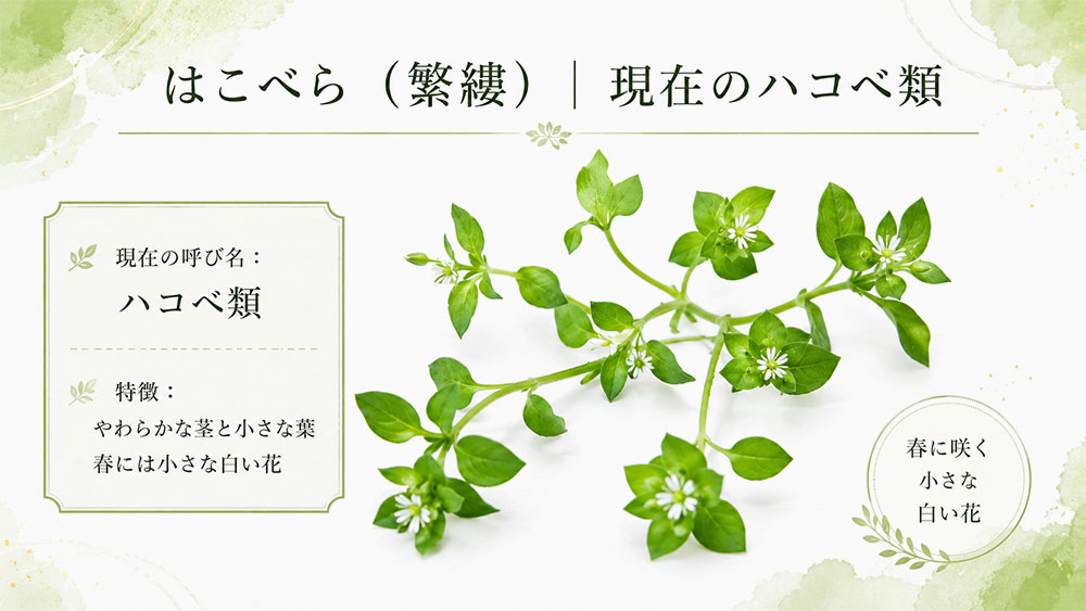 はこべら(繁縷)|現在のハコベ類