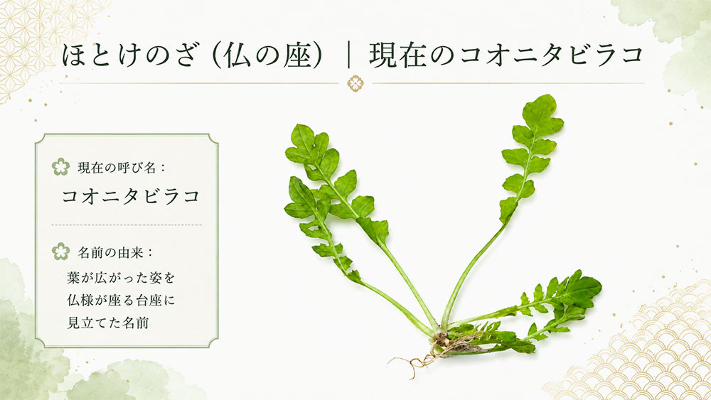 ほとけのざ(仏の座)|現在のコオニタビラコ