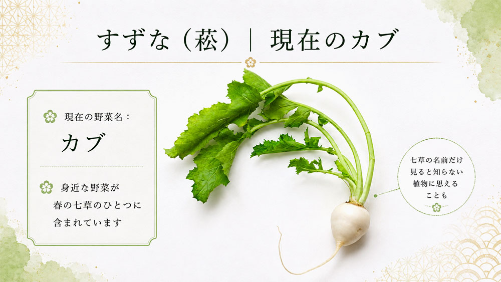 すずな(菘)|現在のカブ