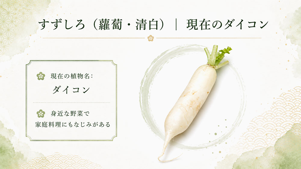 すずしろ(蘿蔔・清白)|現在のダイコン
