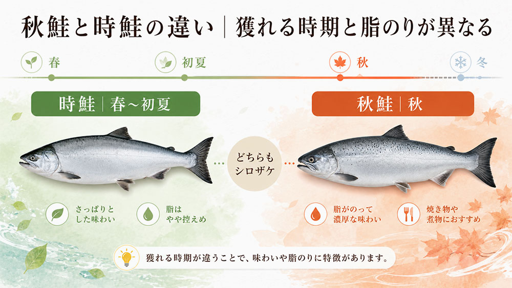 秋鮭と時鮭の違い|獲れる時期と脂のりが異なる